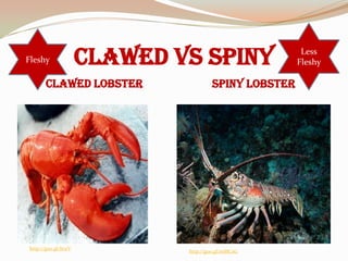 Fleshy                Clawed vs Spiny                  Less
                                                      Fleshy

       Clawed lobster                 Spiny lobster




http://goo.gl/It1zV
                              http://goo.gl/mMCeG
 