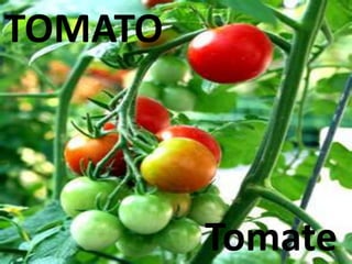 TOMATO
Tomate
 