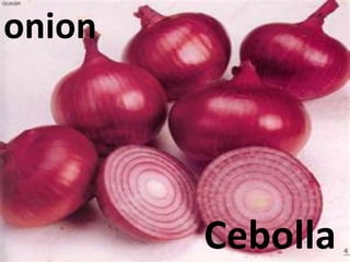 onion
Cebolla
 