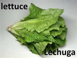 lettuce
Lechuga
 