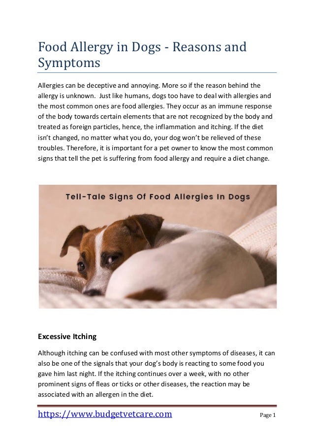 dog food allergies