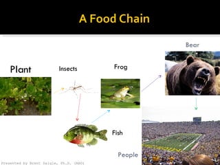 Plant Insects Fish Frog Bear People Presented by Brent Daigle, Ph.D. (ABD) 