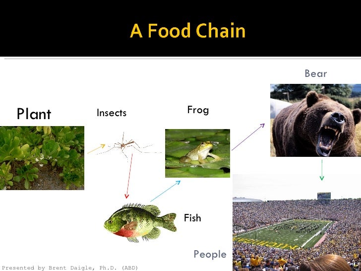 Food Chain