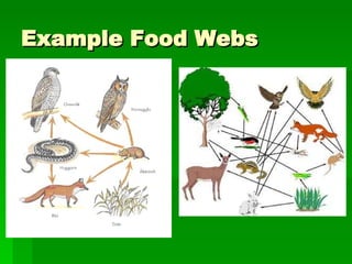 Food Chains and Food Webs | PPT