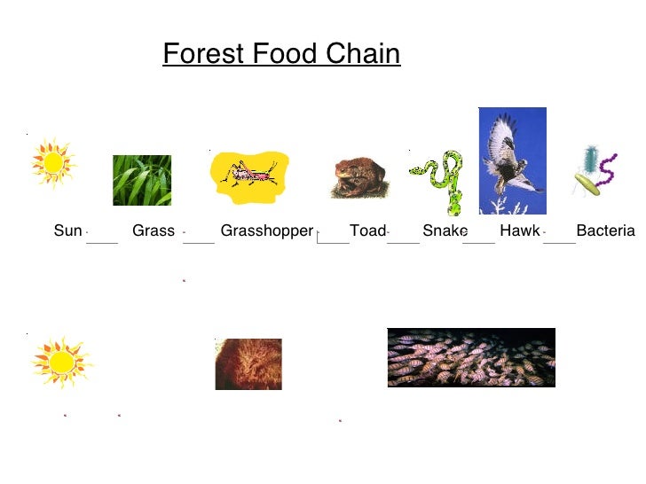 Food Chain Starting With Sun Food Chain Starting With Sun