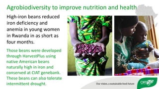 Using agricultural biodiversity to build more resilient food systems