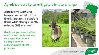 Using agricultural biodiversity to build more resilient food systems