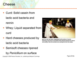 Copyright © 2006 Pearson Education, Inc., publishing as Benjamin Cummings
Cheese
 Curd: Solid casein from
lactic acid bacteria and
rennin
 Whey: Liquid separated from
curd
 Hard cheeses produced by
lactic acid bacteria
 Semisoft cheeses ripened
by Penicillium on surface
Figure 28.8a
 
