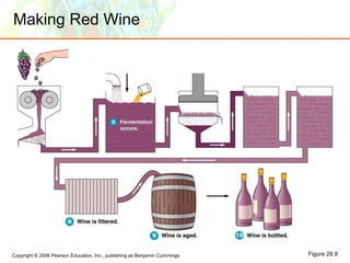 Copyright © 2006 Pearson Education, Inc., publishing as Benjamin Cummings
Making Red Wine
Figure 28.9
 