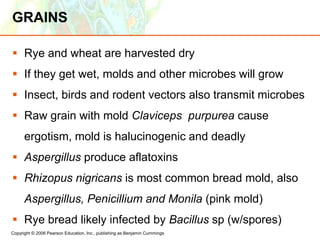 Copyright © 2006 Pearson Education, Inc., publishing as Benjamin Cummings
GRAINS
 Rye and wheat are harvested dry
 If they get wet, molds and other microbes will grow
 Insect, birds and rodent vectors also transmit microbes
 Raw grain with mold Claviceps purpurea cause
ergotism, mold is halucinogenic and deadly
 Aspergillus produce aflatoxins
 Rhizopus nigricans is most common bread mold, also
Aspergillus, Penicillium and Monila (pink mold)
 Rye bread likely infected by Bacillus sp (w/spores)
 