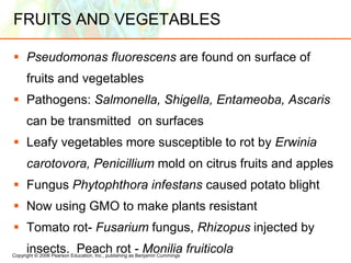 Copyright © 2006 Pearson Education, Inc., publishing as Benjamin Cummings
FRUITS AND VEGETABLES
 Pseudomonas fluorescens are found on surface of
fruits and vegetables
 Pathogens: Salmonella, Shigella, Entameoba, Ascaris
can be transmitted on surfaces
 Leafy vegetables more susceptible to rot by Erwinia
carotovora, Penicillium mold on citrus fruits and apples
 Fungus Phytophthora infestans caused potato blight
 Now using GMO to make plants resistant
 Tomato rot- Fusarium fungus, Rhizopus injected by
insects. Peach rot - Monilia fruiticola
 