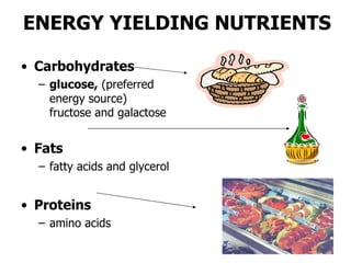 ENERGY YIELDING NUTRIENTS <ul><li>Carbohydrates </li></ul><ul><ul><li>glucose,  (preferred energy source) fructose and gal...