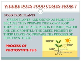 FOOD FROM PLANTS
GREEN PLANTS ARE KNOWN AS PRODUCERS
BECAUSE THEY PREPARE THEIR OWN FOOD .
THEY USE LIGHT, AIR (CARBON DIOXIDE) WATER
AND CHLOROPHYLL (THE GREEN PIGMENT IN
THEIR LEAVES) TO PREPARE THE PROCEES OF
PHOTOSYNTHESIS.
PROCESS OF
PHOTOSYNTHESIS
 