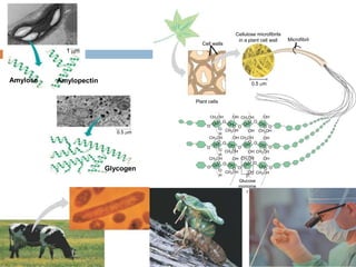 Amylose Amylopectin
1 m
0.5 m
Glycogen
Plant cells
0.5 m
Cell walls
Cellulose microfibrils
in a plant cell wall Microfibril
CH2OH
CH2OH
OH
O
H
O
O
OH
O
CH2OH
O
O
OH
O
CH2OH OH
OH OH
O
O
CH2OH
O
O
O
H
CH2OH
O
O
O
H
O
O
CH2OHOH
CH2OHOH
OOH OH OH OH
O
OH OH
CH2OH
CH2OH
OH
O
OH CH2OH
O
O
OH CH2OH
OH
Glucose
monome
r
O
O
O
O
O
O
OH
OH
O
O
OH
 