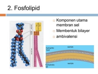2. Fosfolipid
 Komponen utama
membran sel
 Membentuk bilayer
 ambivalensi
Hydrophilic
head
WATER
WATER
Hydrophobic
tail
 