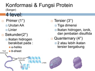 Konformasi & Fungsi Protein
(Sanger)
4 level:
 Primer (1°)
 Urutan AA
 Linier
 Sekunder(2°)
 Ikatan hidrogen
berakibat pada :
 α-heliks
 Β-sheet
 Tersier (3°)
 Tiga dimensi
 Ikatan hidrogen, ionik,
dan jembatan disulfida
 Quanternary (4°)
 2 atau lebih ikatan
tersier bergabung
+H3N
Amino end
Amino acid
subunits
helix
 