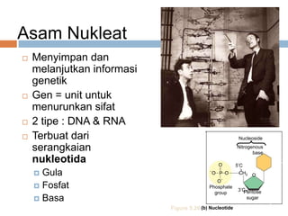 Asam Nukleat
 Menyimpan dan
melanjutkan informasi
genetik
 Gen = unit untuk
menurunkan sifat
 2 tipe : DNA & RNA
 Terbuat dari
serangkaian
nukleotida
 Gula
 Fosfat
 Basa
Nitrogenous
base
Nucleoside
O
O
O
O P CH2
5’C
3’C
Phosphate
group Pentose
sugar
(b) NucleotideFigure 5.26
O
 