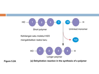 (a) Dehydration reaction in the synthesis of a polymer
HO H1 2 3 HO
HO H1 2 3 4
H
H2O
Short polymer Unlinked monomer
Longer polymer
Kehilangan satu molekul H2O
mengakibatkan reaksi baru
Figure 5.2A
 