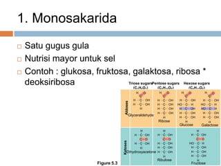 1. Monosakarida
 Satu gugus gula
 Nutrisi mayor untuk sel
 Contoh : glukosa, fruktosa, galaktosa, ribosa *
deoksiribosa Triose sugars
(C3H6O3)
Pentose sugars
(C5H10O5)
Hexose sugars
(C6H12O6)
H C OH
H C OH
H C OH
H C OH
H C OH
H C OH
HO C H
H C OH
H C OH
H C OH
H C OH
HO C H
HO C H
H C OH
H C OH
H C OH
H C OH
H C OH
H C OH
H C OH
H C OH
H C OH
C OC O
H C OH
H C OH
H C OH
HO C H
H C OH
C O
H
H
H
H H H
H
H H H H
H
H H
C C C C
OOOO
Aldoses
Glyceraldehyde
Ribose
Glucose Galactose
Dihydroxyacetone
Ribulose
Ketoses
FructoseFigure 5.3
 