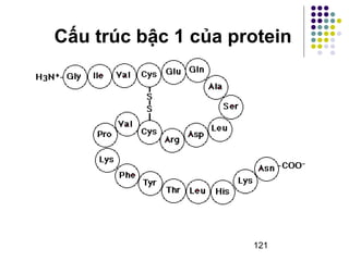 Cấu trúc bậc 1 của protein 
121 
 