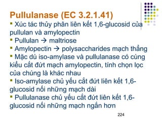 Pullulanase (EC 3.2.1.41) 
 Xúc tác thủy phân liên kết 1,6-glucosid của 
pullulan và amylopectin 
 Pullulan  maltriose 
 Amylopectin  polysaccharides mạch thẳng 
 Mặc dù iso-amylase và pullulanase có cùng 
kiểu cắt đứt mạch amylopectin, tính chọn lọc 
của chúng là khác nhau 
 Iso-amylase chủ yếu cắt đứt liên kết 1,6- 
glucosid nối những mạch dài 
 Pullulanase chủ yếu cắt đứt liên kết 1,6- 
glucosid nối những mạch ngắn hơn 
224 
 