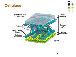 226 
Cellulase 
 