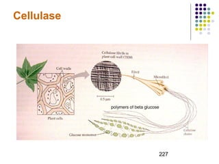227 
Cellulase 
 