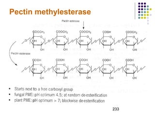 233 
Pectin methylesterase 
 