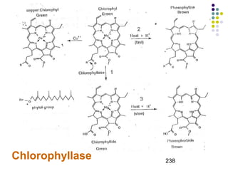 238 Chlorophyllase 
 