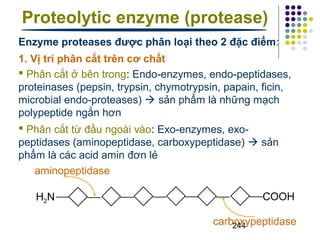 Proteolytic enzyme (protease) 
Enzyme proteases được phân loại theo 2 đặc điểm: 
1. Vị trí phân cắt trên cơ chất 
 Phân cắt ở bên trong: Endo-enzymes, endo-peptidases, 
proteinases (pepsin, trypsin, chymotrypsin, papain, ficin, 
microbial endo-proteases)  sản phẩm là những mạch 
polypeptide ngắn hơn 
 Phân cắt từ đầu ngoài vào: Exo-enzymes, exo-peptidases 
(aminopeptidase, carboxypeptidase)  sản 
244 
phẩm là các acid amin đơn lẻ 
H COOH 2N 
carboxypeptidase 
aminopeptidase 
 