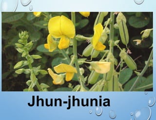 Jhun-jhunia
 