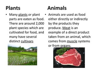 Plants
• Many plants or plant
parts are eaten as food.
There are around 2,000
plant species which are
cultivated for food, and
many have several
distinct cultivars
Animals
• Animals are used as food
either directly or indirectly
by the products they
produce. Meat is an
example of a direct product
taken from an animal, which
comes from muscle systems
or from organs.
 