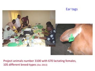 Senegal dairy genetics project: Work package 2 update