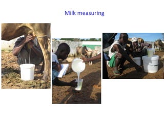 Senegal dairy genetics project: Work package 2 update