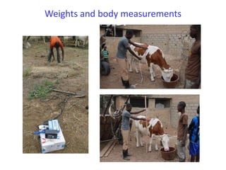 Senegal dairy genetics project: Work package 2 update