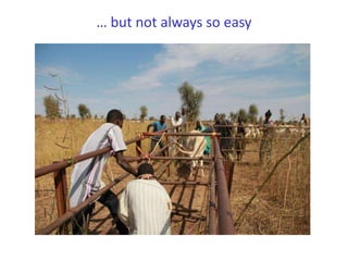 Senegal dairy genetics project: Work package 2 update