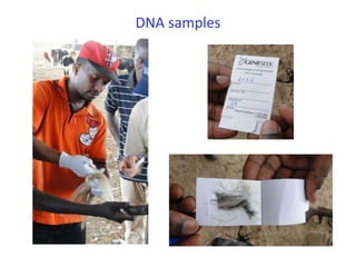 Senegal dairy genetics project: Work package 2 update