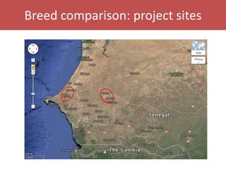 Senegal dairy genetics project: Work package 2 update