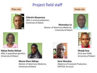 Senegal dairy genetics project: Work package 2 update