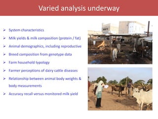Senegal dairy genetics / Sénégal génétique laitière