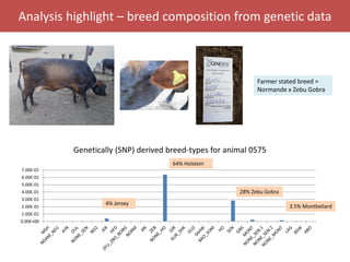 Senegal dairy genetics / Sénégal génétique laitière