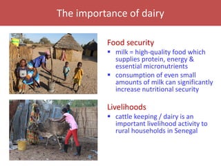 Senegal dairy genetics / Sénégal génétique laitière