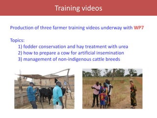 Senegal dairy genetics / Sénégal génétique laitière