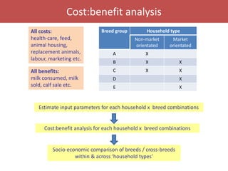 Senegal dairy genetics / Sénégal génétique laitière