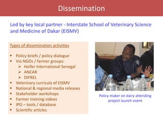 Senegal dairy genetics / Sénégal génétique laitière