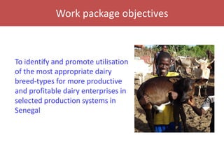 Senegal dairy genetics / Sénégal génétique laitière