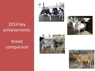 Senegal dairy genetics / Sénégal génétique laitière