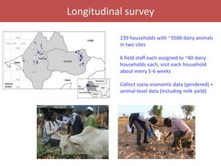Senegal dairy genetics / Sénégal génétique laitière