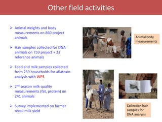 Senegal dairy genetics / Sénégal génétique laitière