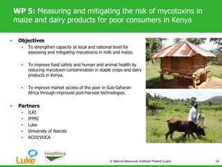 WP 5: Measuring and mitigating the risk of mycotoxins in
maize and dairy products for poor consumers in Kenya
• Objectives
• To strengthen capacity at local and national level for
assessing and mitigating mycotoxins in milk and maize.
• To improve food safety and human and animal health by
reducing mycotoxin contamination in staple crops and dairy
products in Kenya.
• To improve market access of the poor in Sub-Saharan
Africa through improved post-harvest technologies.
• Partners
• ILRI
• IFPRI
• Luke
• University of Nairobi
• ACDI/VOCA
© Natural Resources Institute Finland (Luke) 10
 
